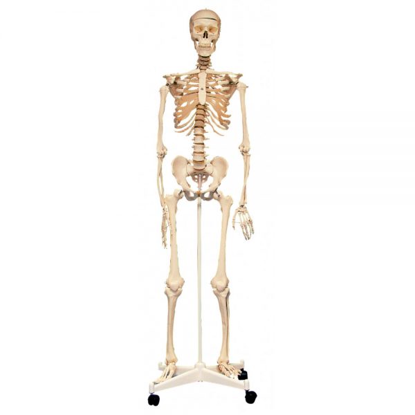 Edu-Toys – Skeleton with Stand – 160 cm – 8pcs