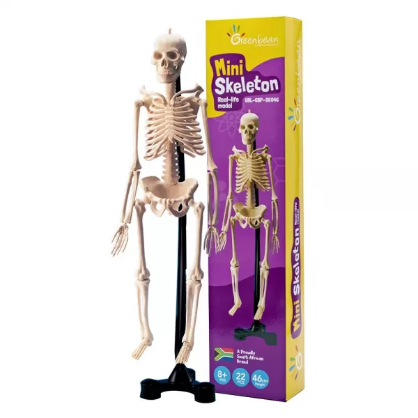 Greenbean Science – Mini Skeleton