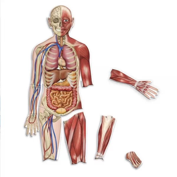Learning Resources – Double Sided Magnetic Human Body Demonstration Set